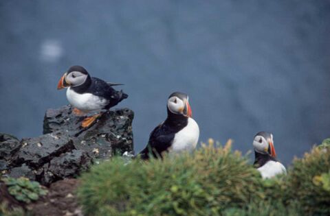 Die Vogelklippe Latrabjarg in den Westfjorden Islands ist u. a. von zahlreichen Papageitauchern bevölkert.