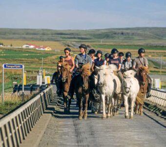 Islandpferde Herde bei einem Ritt zum Geysir-Gebiet.