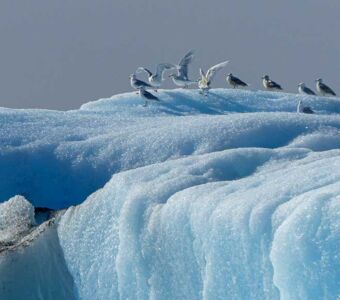 Die Eisberge im Qorooq Eisfjord in Südgrönland sind ein guter Rastplatz für Seevögel