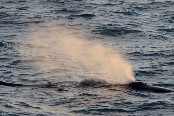 Fast unverzichtbar ist eine Walbeobachtungsfahrt während der Island Reise