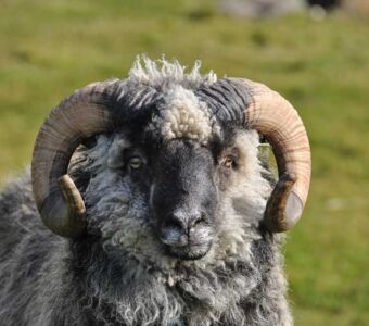 Schafe sind die Landschaftspfleger auf den Färöer Inseln