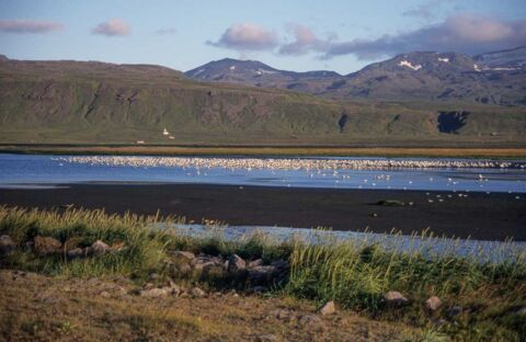 Die Küsten um die Halbinsel Snaefellsnes sind ein ideales Brutgebiet für Vögel