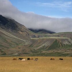 Islandpferde sind im Sommer frei in der Natur unterwegs.