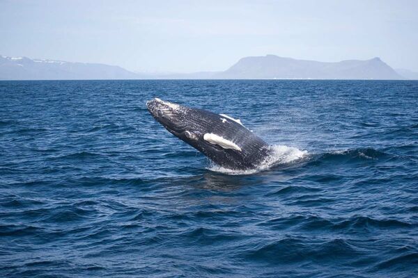 Buckelwal-Sichtung bei der Walbeobachtungsfahrt ab Reykjavik