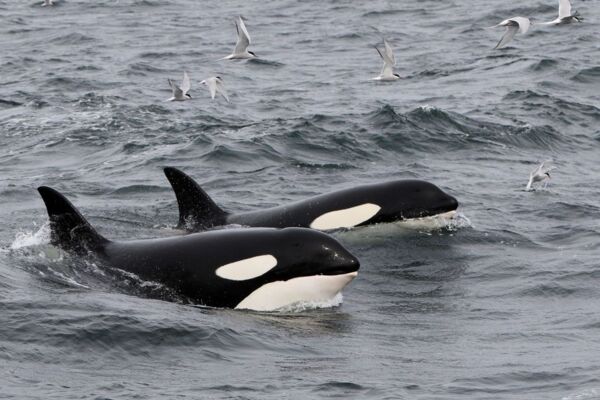 Vor der Küste von Snaefellsnes halten sich oft Orcas, Killerwale, auf.