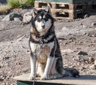 Der Grönlandhund, treuer Begleiter in der grönländischen Arktis