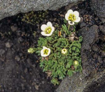 Eine der vielen Steinbrech-Arten im isländischen Hochland